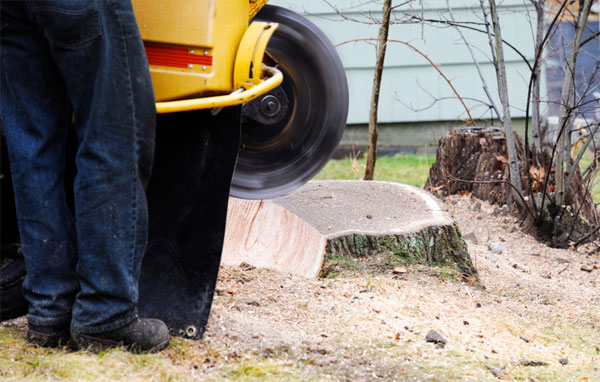 ÉLAGAGE ARBRE - ÉLAGUEUR FALLONE en SEINE ET MARNE 77 : Élagage arbres, abattage et tailles des arbres, débroussaillage . ÉLAGUEUR 77 FALLONE votre spécialiste de l’élagage en SEINE ET MARNE 77