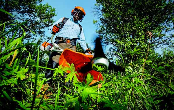 ÉLAGAGE ARBRE - ÉLAGUEUR FALLONE en SEINE ET MARNE 77 : Élagage arbres, abattage et tailles des arbres, débroussaillage . ÉLAGUEUR 77 FALLONE votre spécialiste de l’élagage en SEINE ET MARNE 77