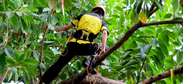 ÉLAGUEUR 77 FALLONE : Elagage, abattage d'arbres, débroussaillement, entretien de vos espaces verts : pelouse, taille haies et création allée de jardin. 77