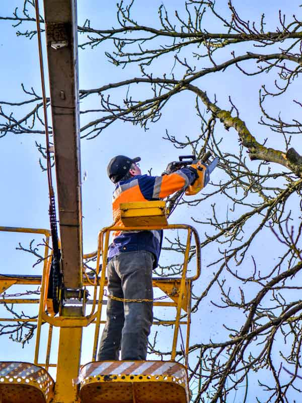 ÉLAGAGE ARBRE - ÉLAGUEUR FALLONE en SEINE ET MARNE 77 : Élagage arbres, abattage et tailles des arbres, débroussaillage . ÉLAGUEUR 77 FALLONE votre spécialiste de l’élagage en SEINE ET MARNE 77