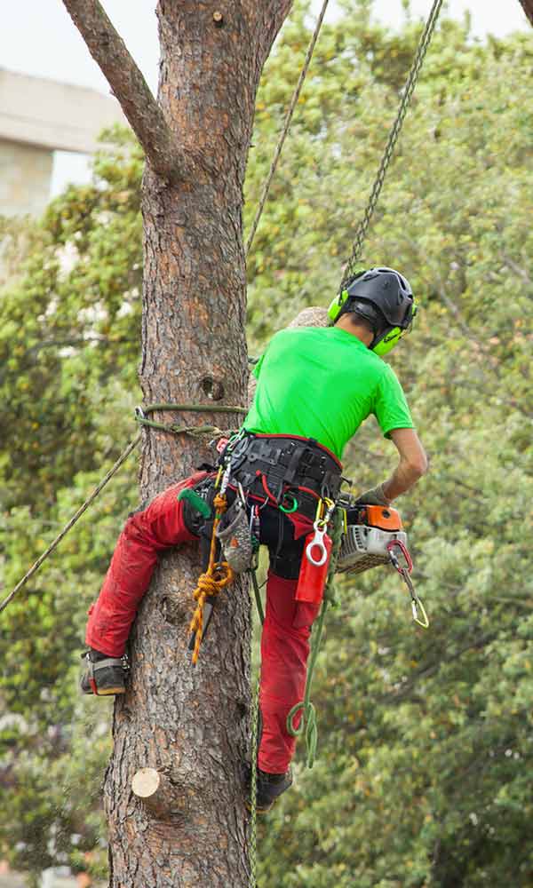 ÉLAGAGE ARBRE - ÉLAGUEUR FALLONE en SEINE ET MARNE 77 : Élagage arbres, abattage et tailles des arbres, débroussaillage . ÉLAGUEUR 77 FALLONE votre spécialiste de l’élagage en SEINE ET MARNE 77